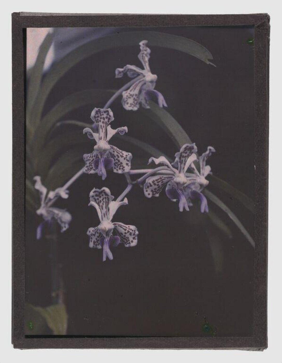 Unknown, Orchids