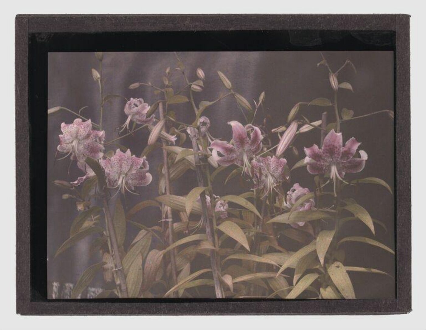 Unknown, Lilies