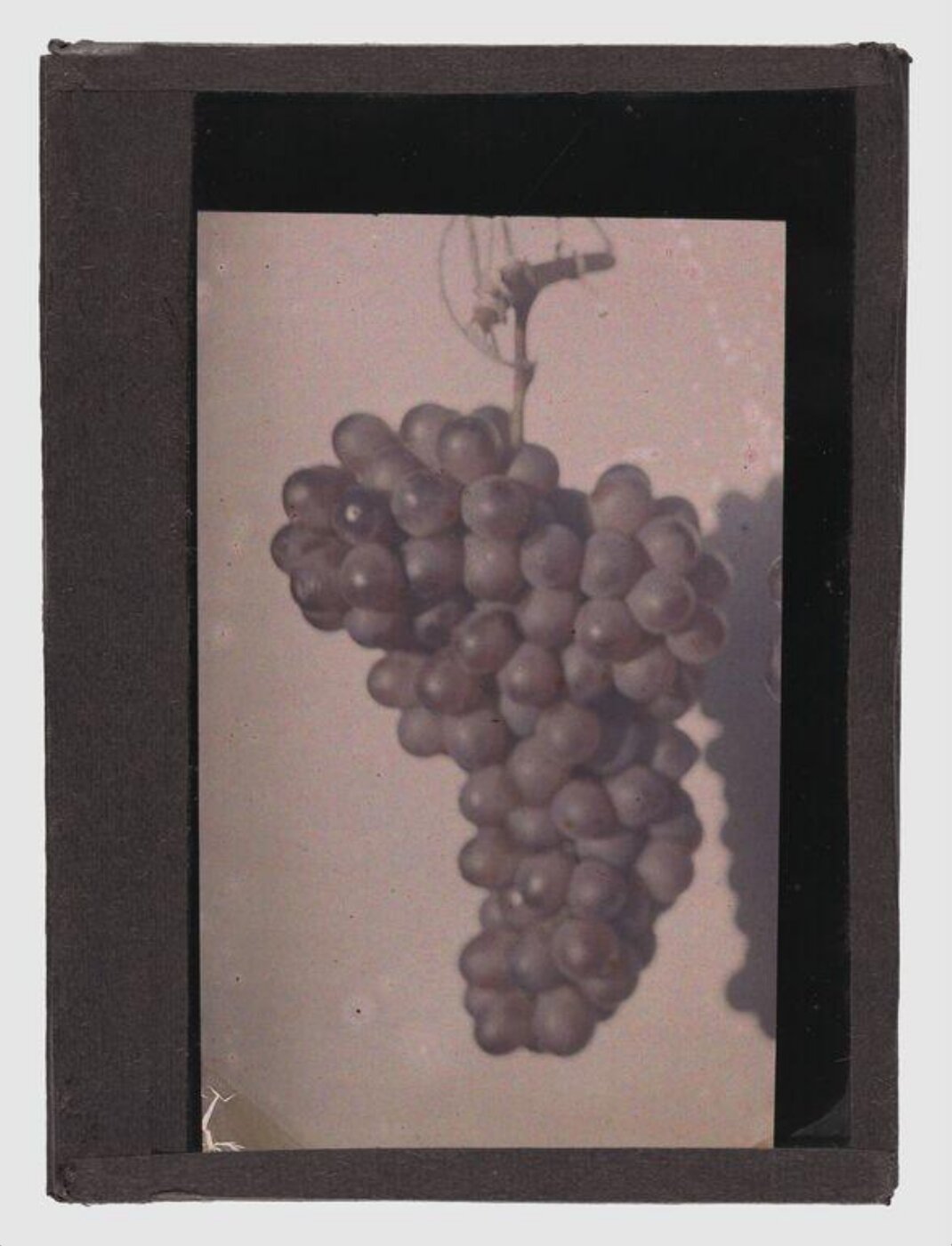 Unknown, Grapes