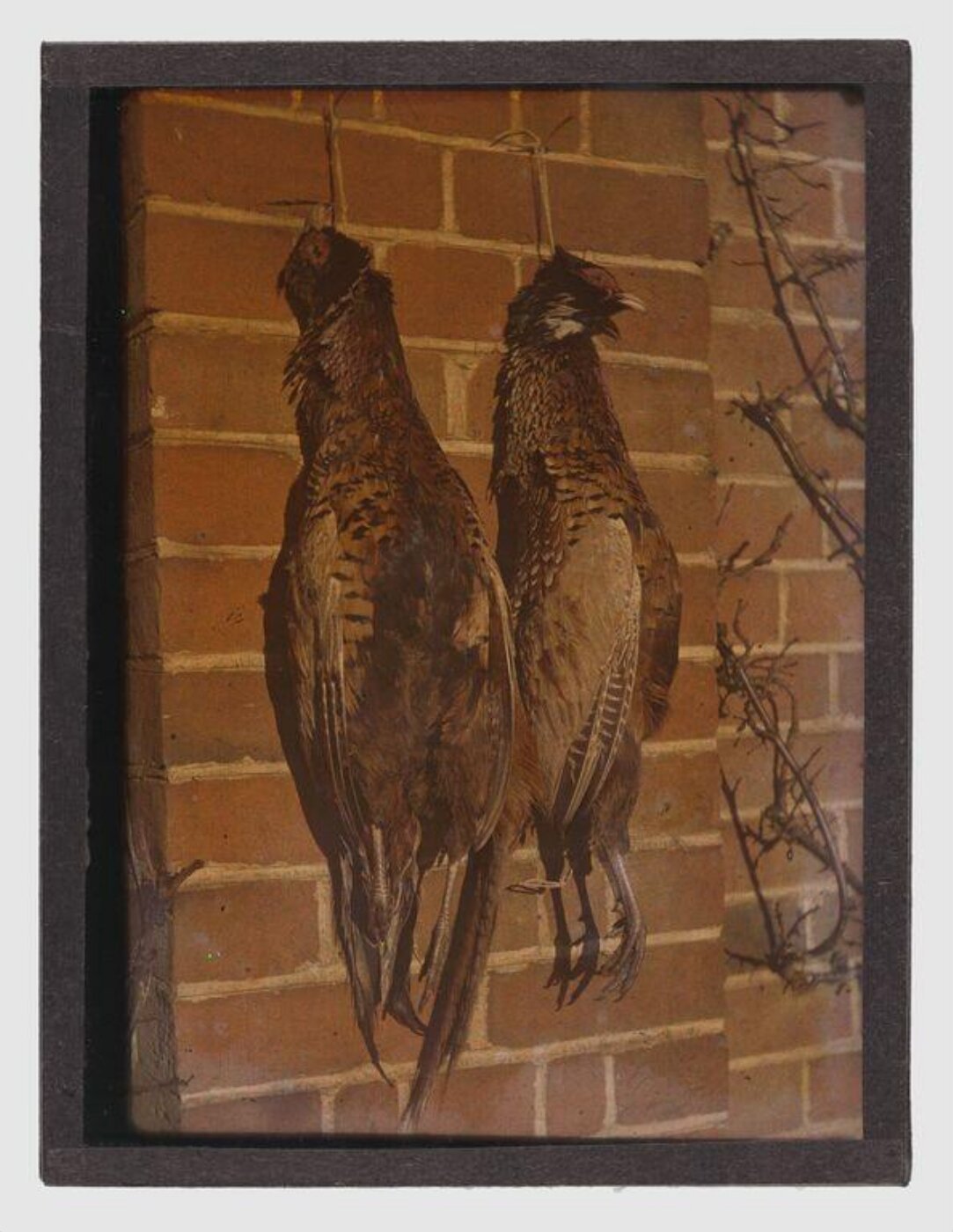 Unknown, Pheasants