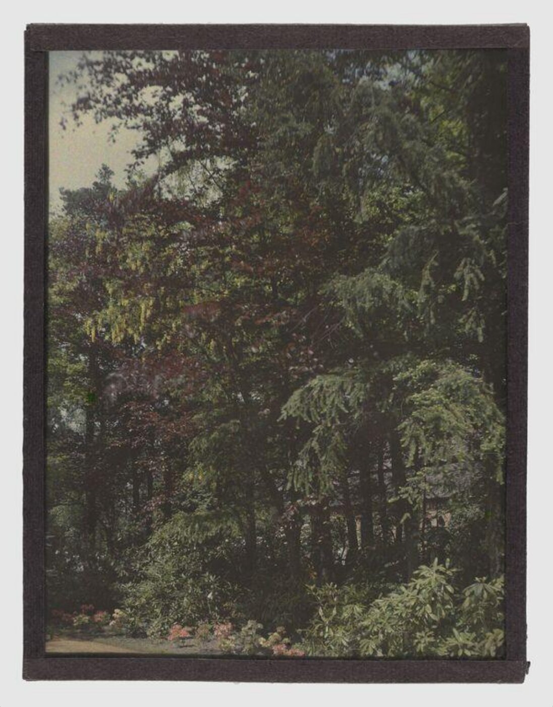 Unknown, Study of a tree