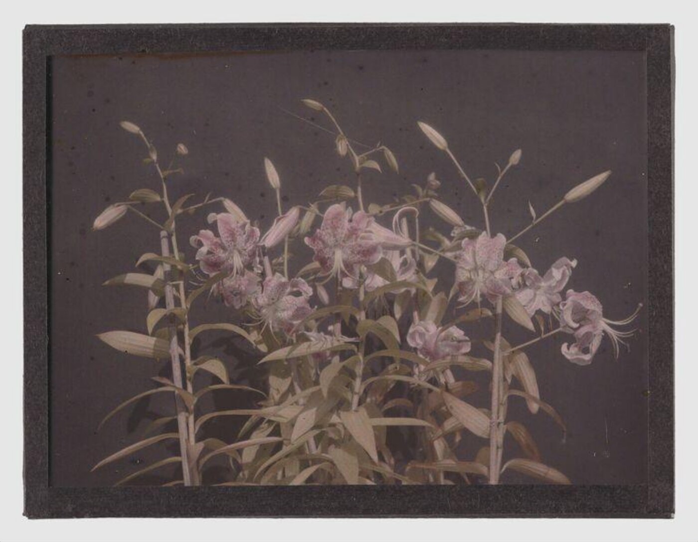 Unknown, Lilies