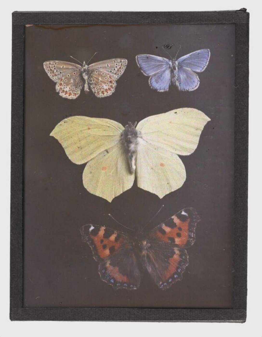 Unknown, Study of butterflies
