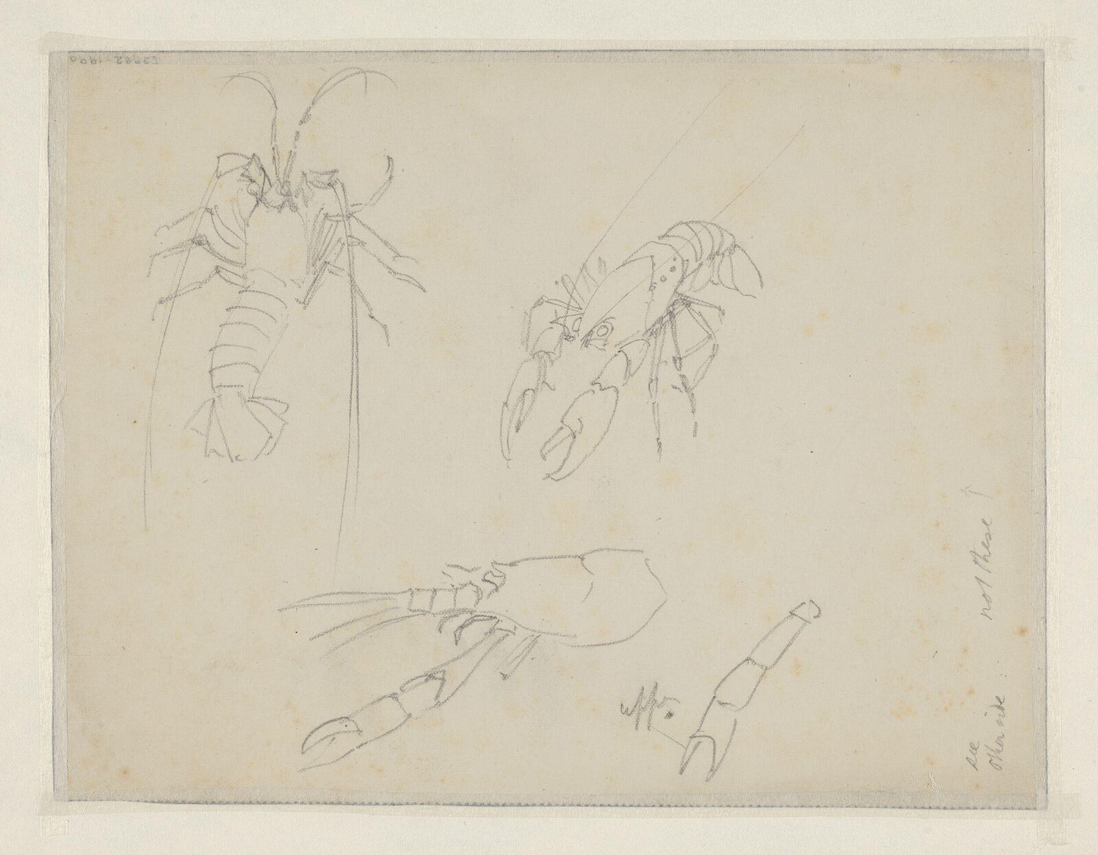 Drawing, Arthur Rackham, c. 1899