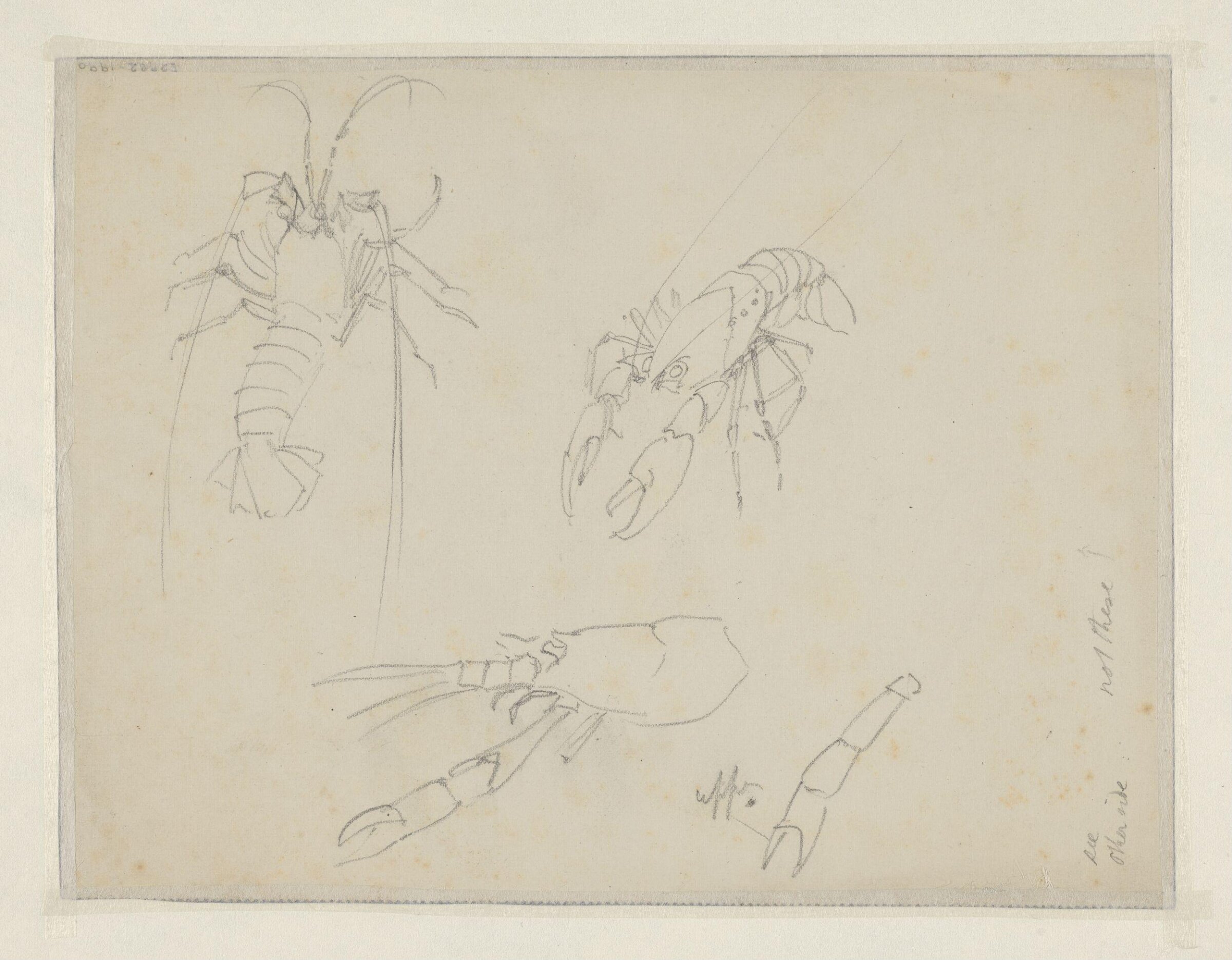 Drawing, Arthur Rackham, c. 1899
