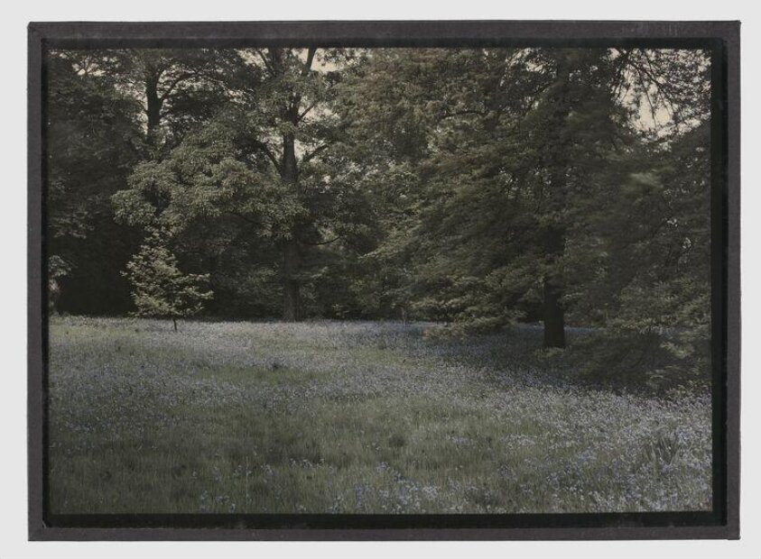 Bluebell field (ca.1920) by Franciscus Sansom