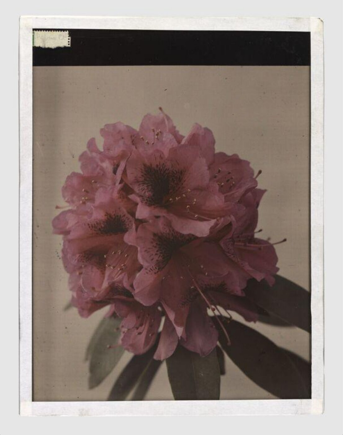 unknown, Rhododendron