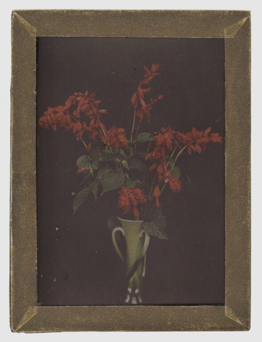 Unknown, Flower study
