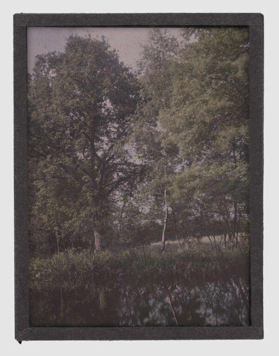 Unknown, Forest view