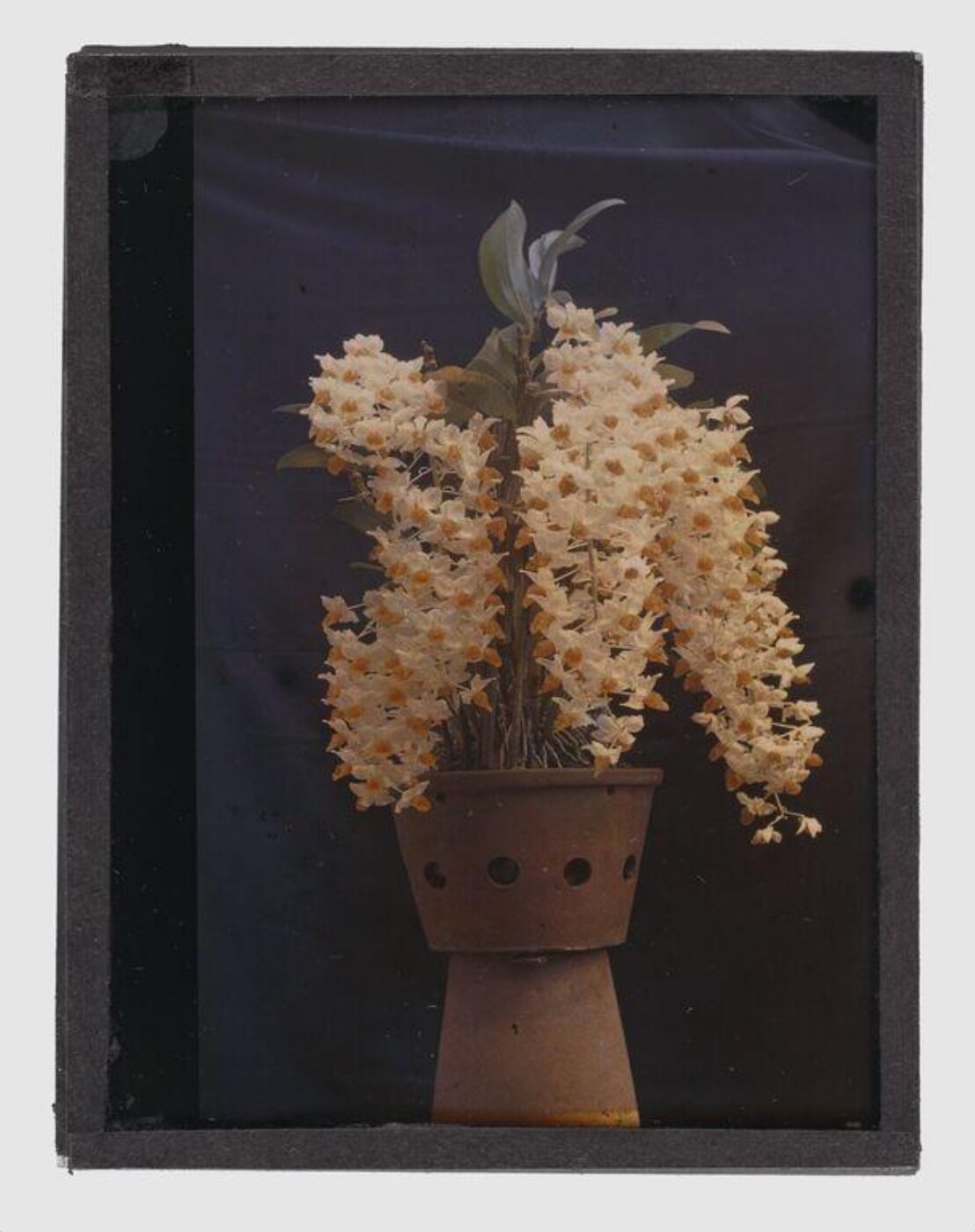 Unknown, Study of orchids