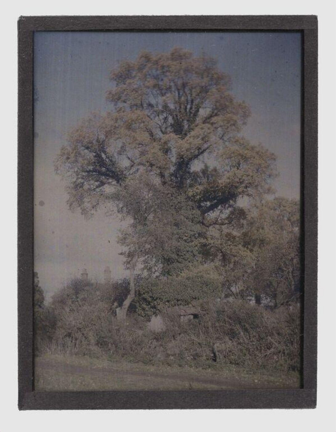 Unknown, Study of a tree