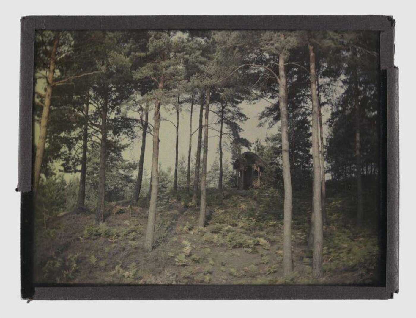 Unknown, Forest study