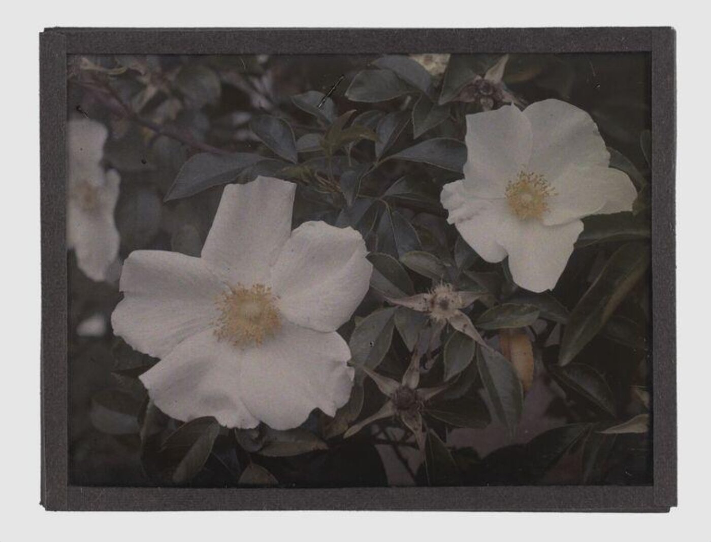Unknown, Roses