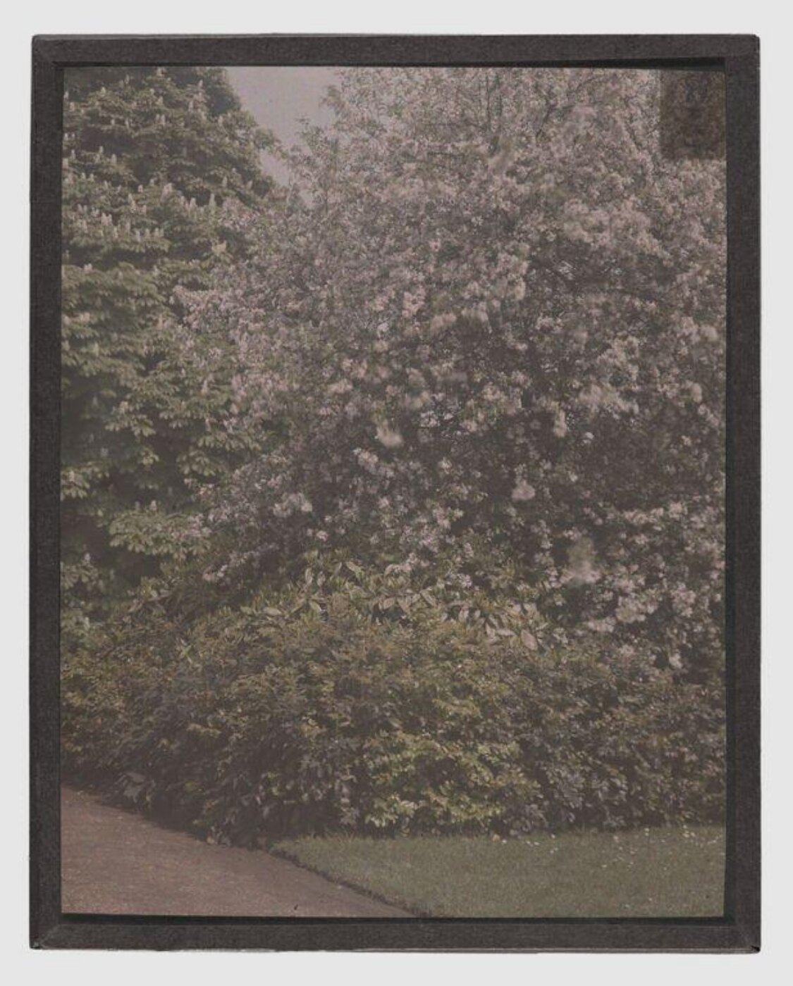 Unknown, Trees with flowers