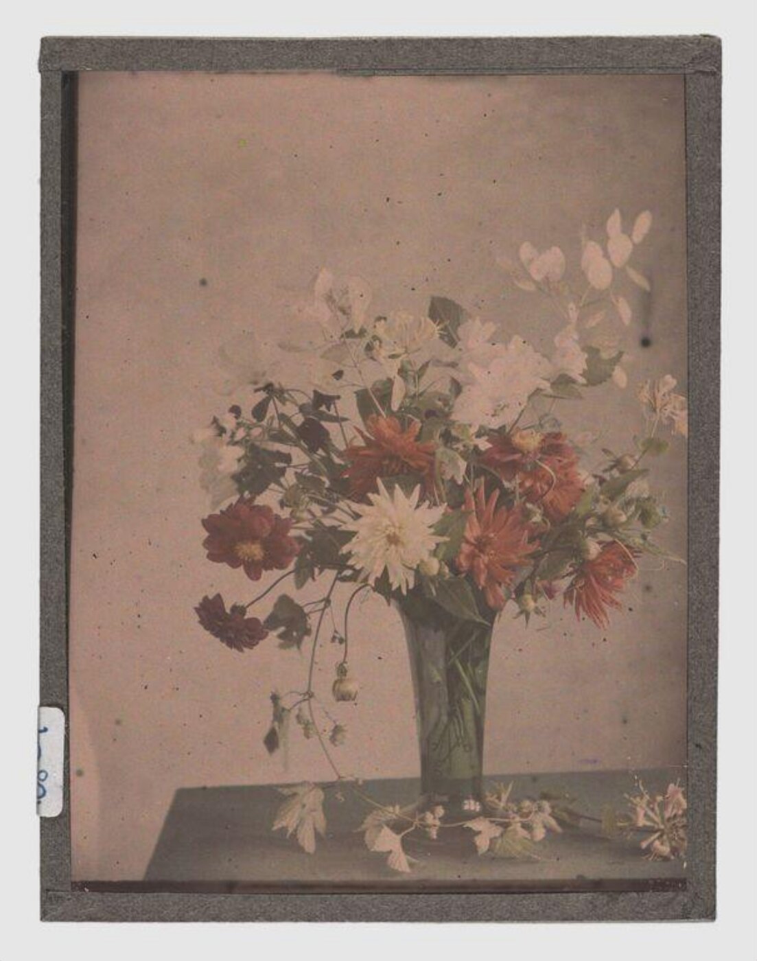 Unknown, Flower study