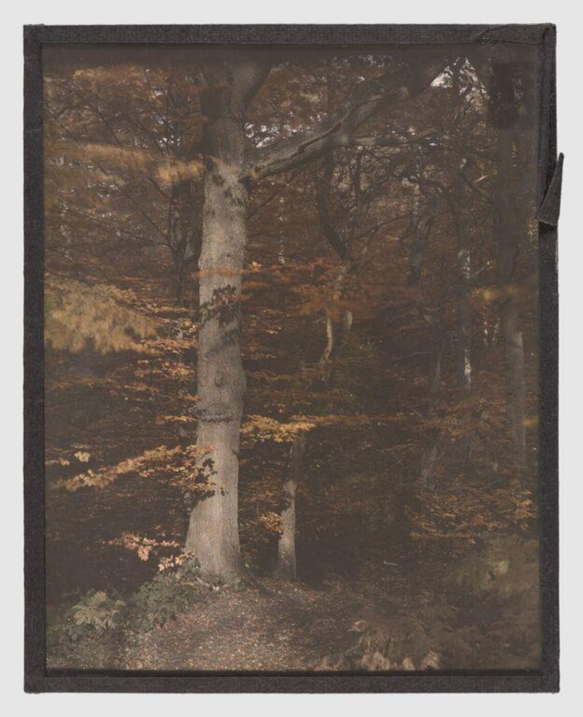 Unknown, View of forest