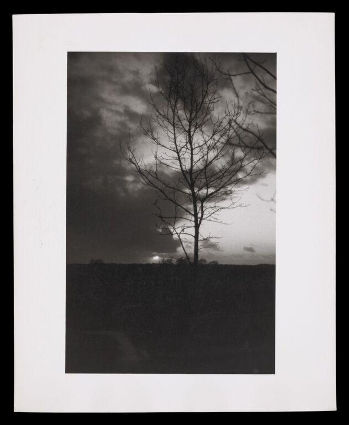Hardy, Bert, Trees