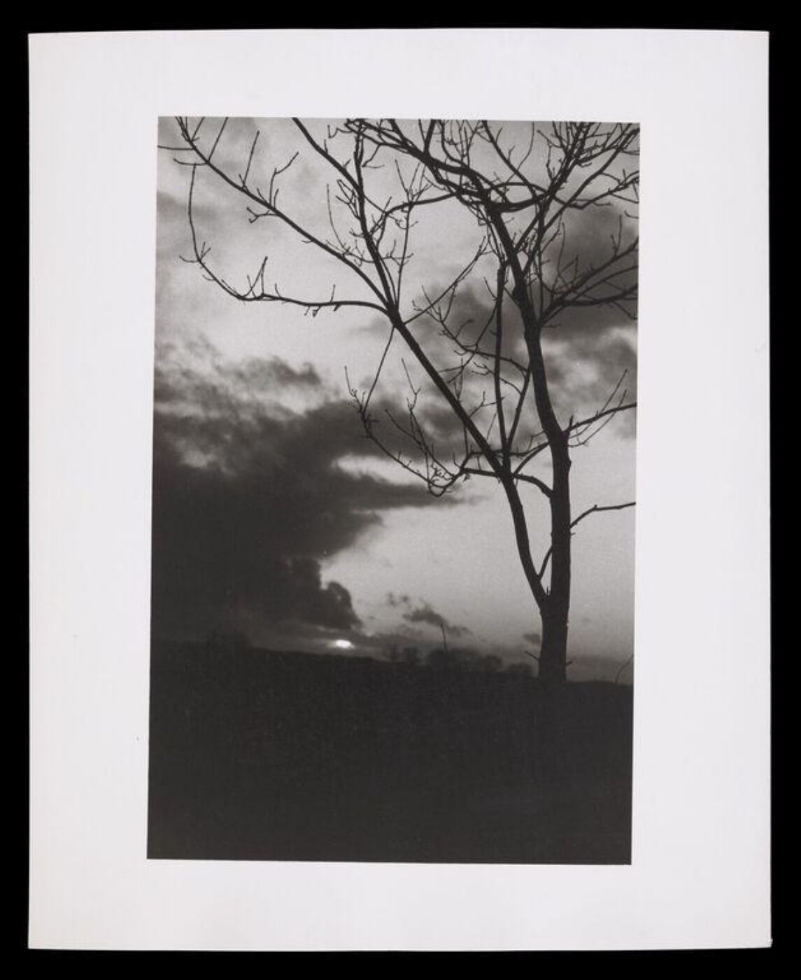 Hardy, Bert, Trees