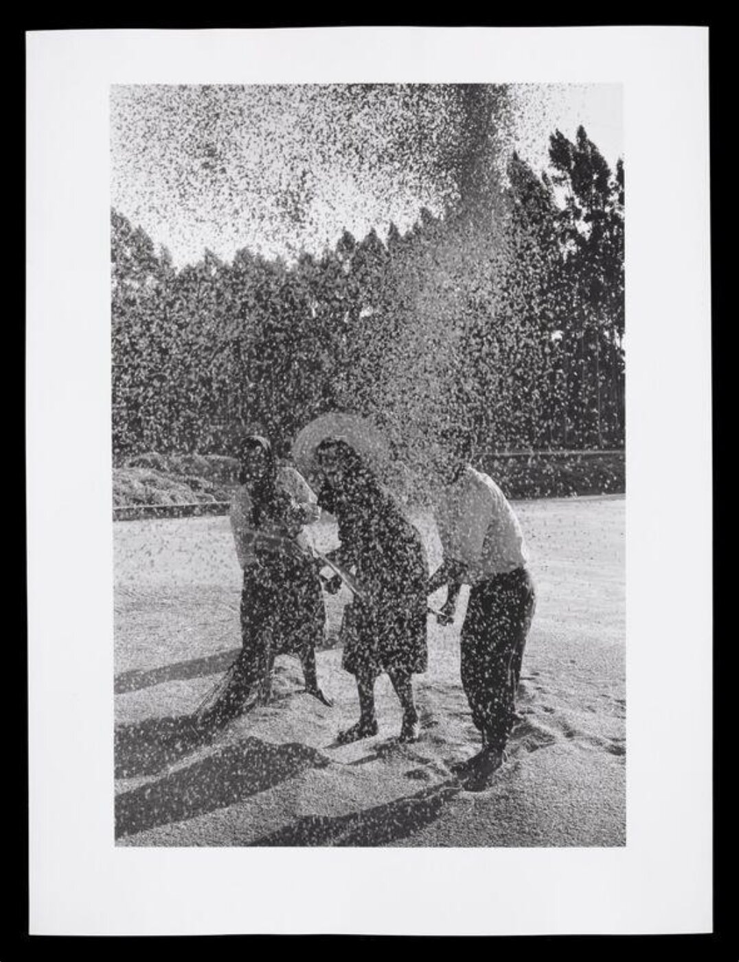 Hardy, Bert, Portuguese Rice Harvest