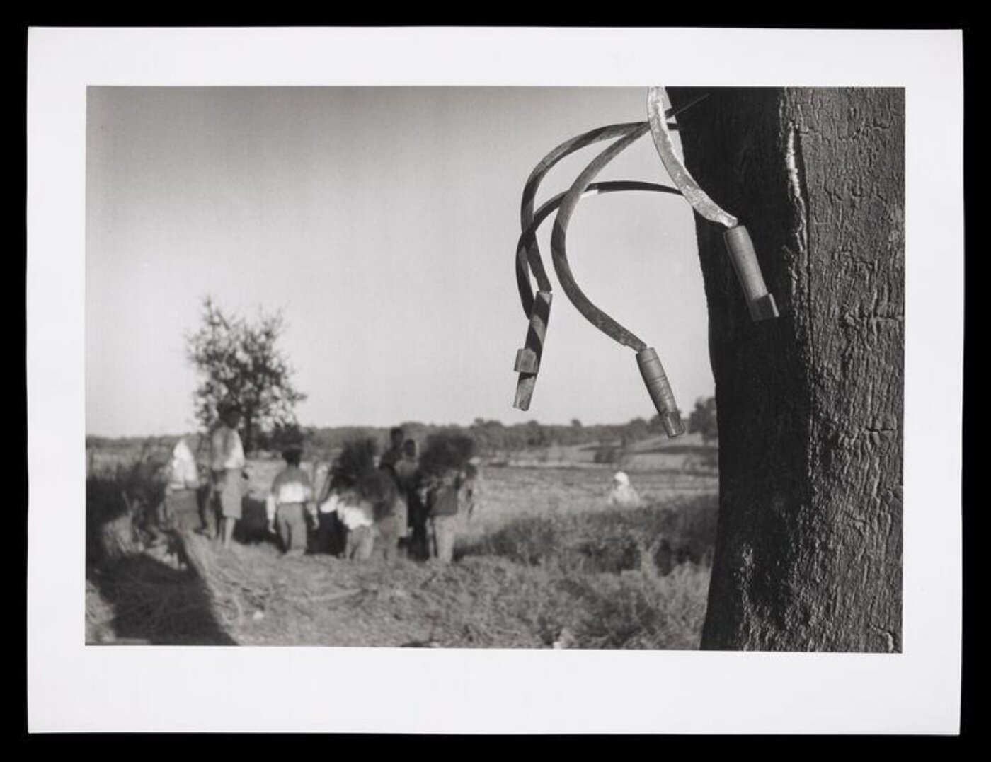 Hardy, Bert, Portuguese Rice Harvest