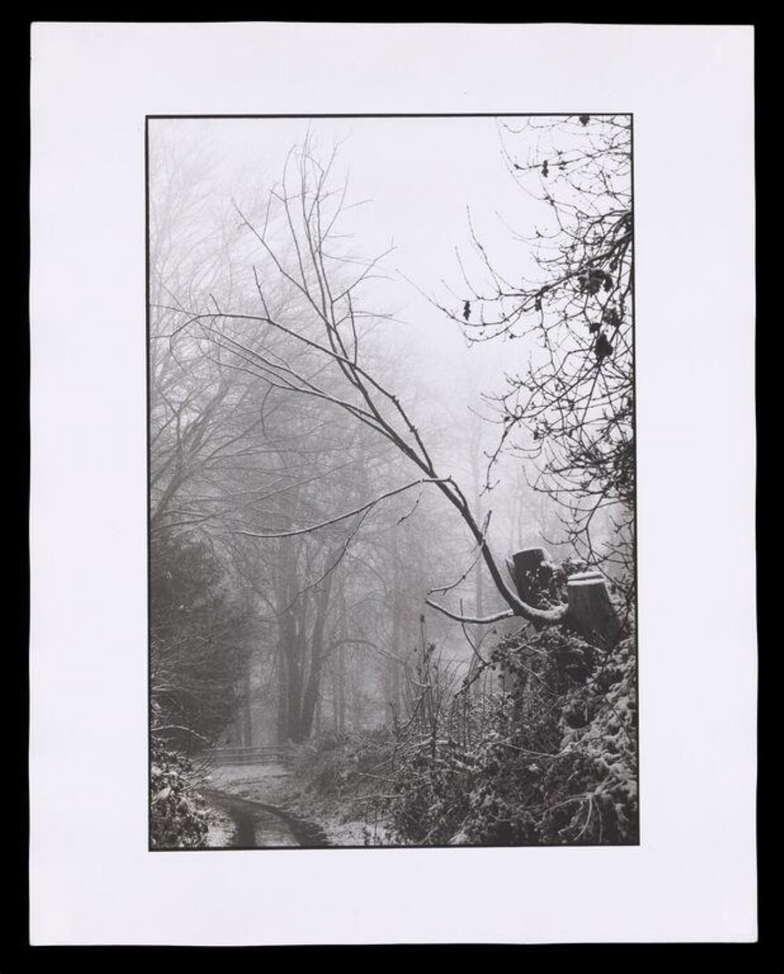 Hardy, Bert, Wooded landscape