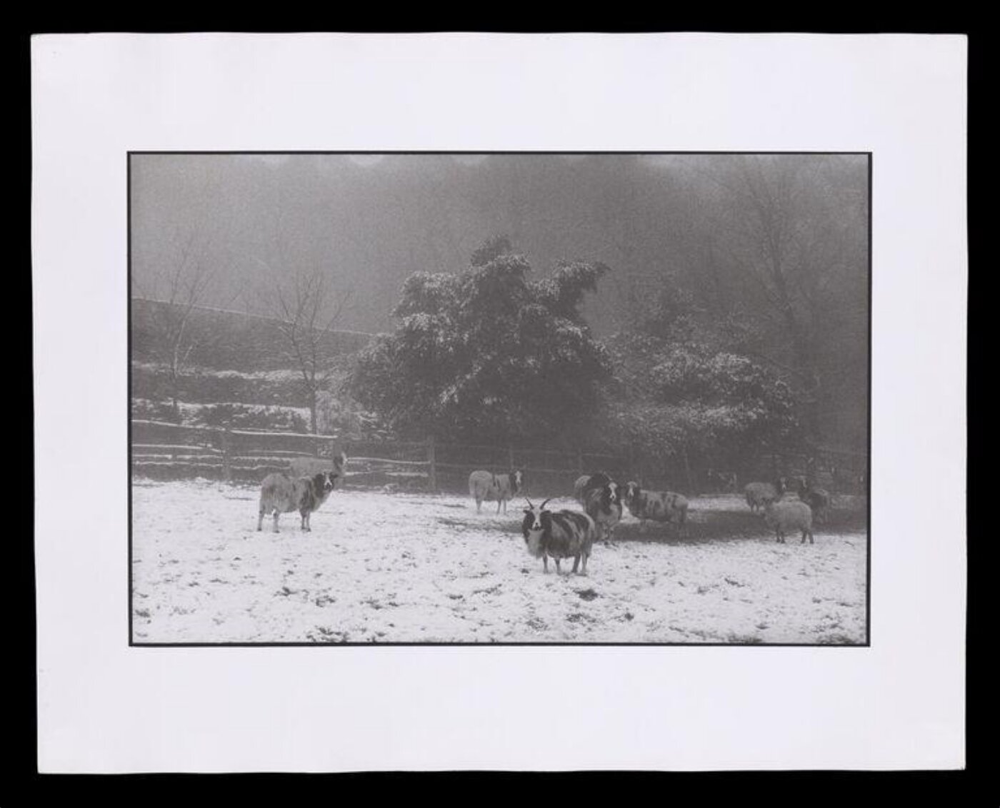 Hardy, Bert, Sheep
