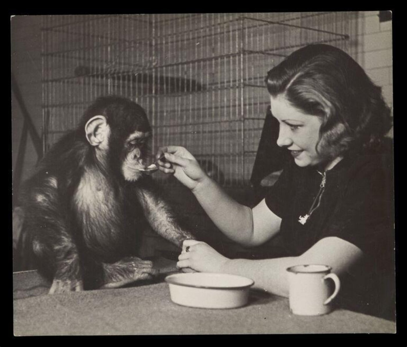 Hardy, Bert, Woman feeding chimpanzee