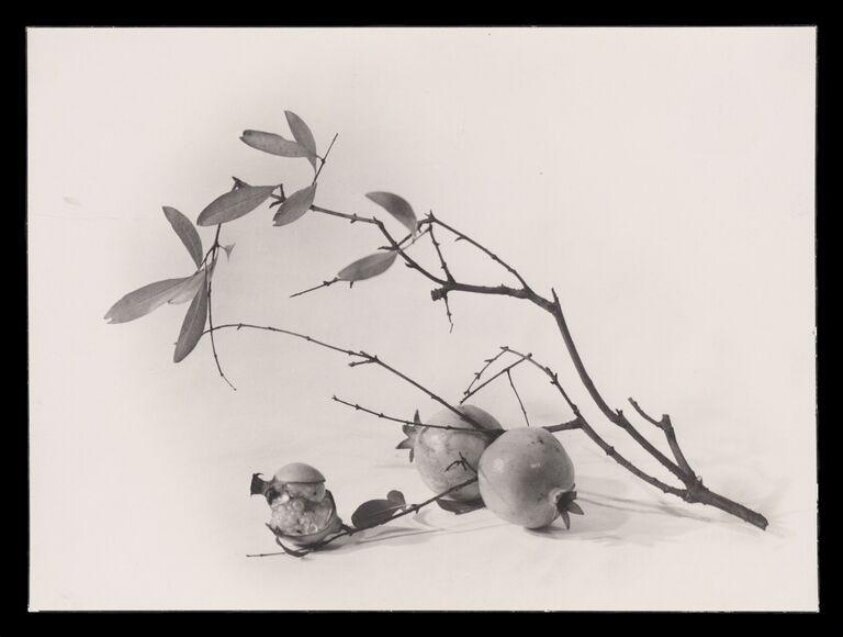 Pomegranates (1942) by Zhang Chong
