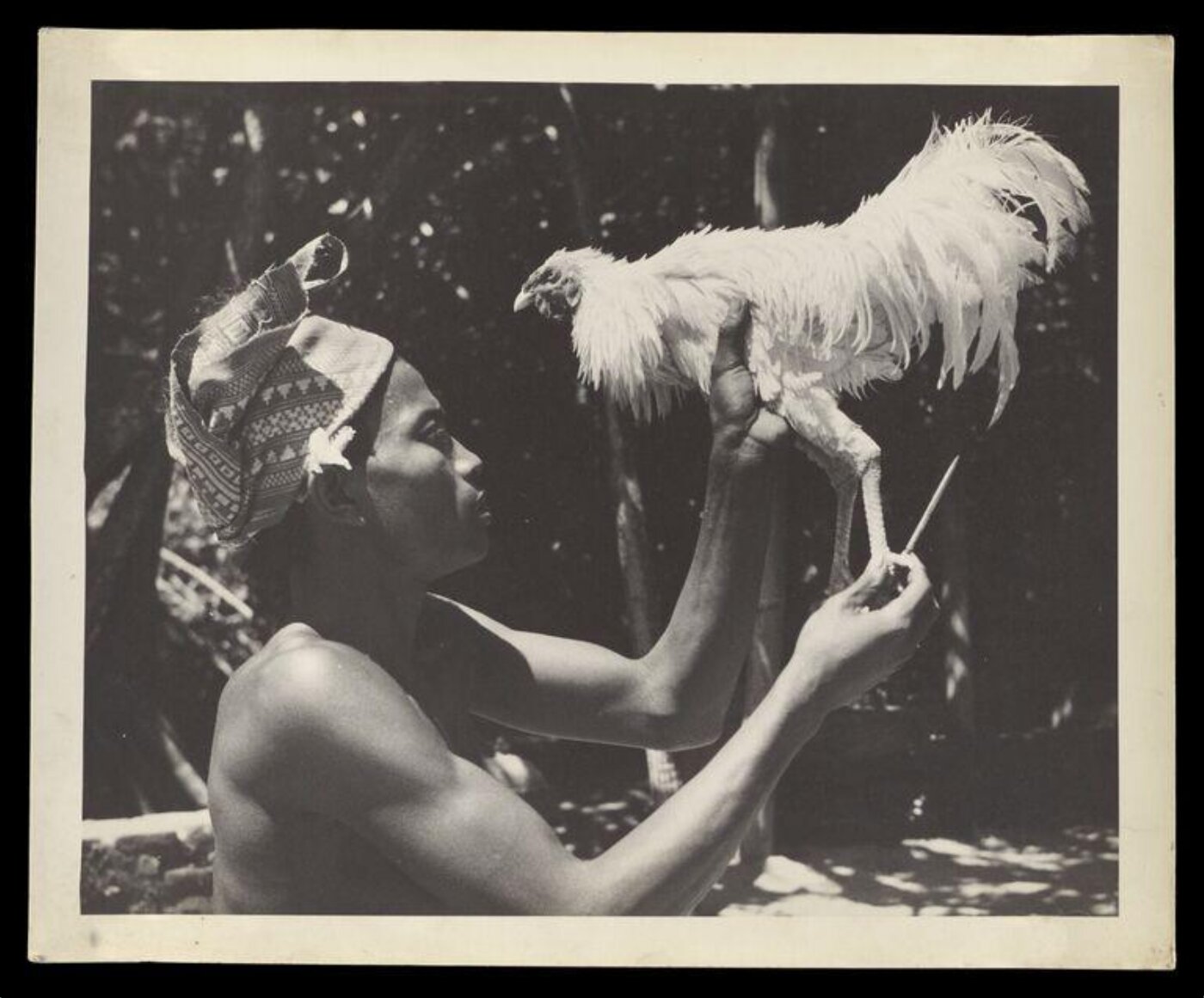 Hardy, Bert, A Cockfight In Bali