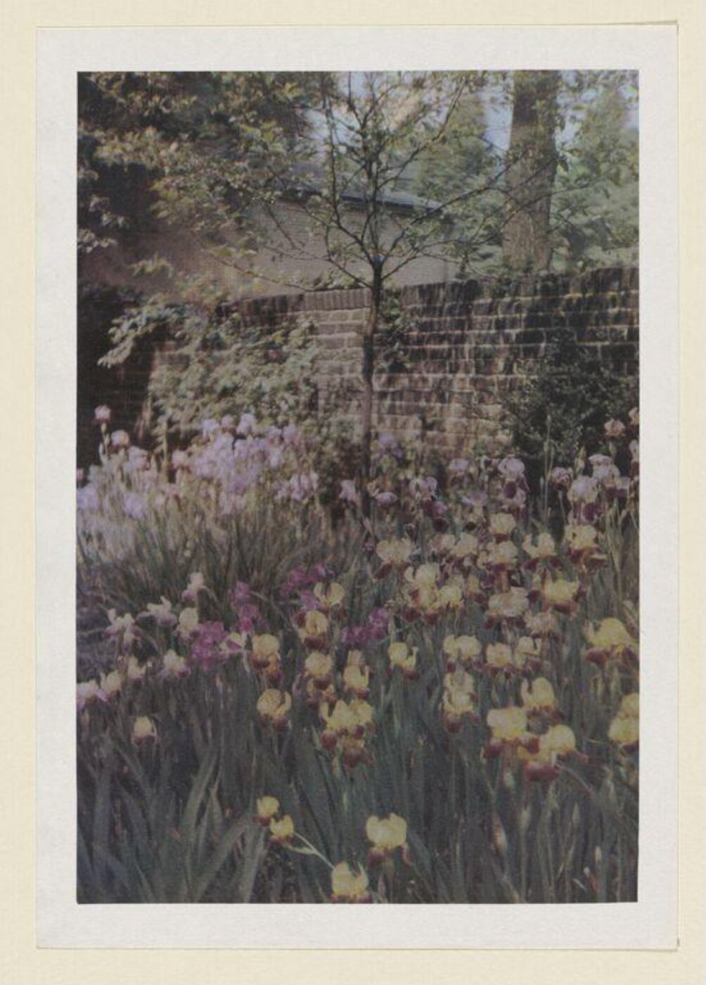 Warburg, Agnes Beatrice, Irises in London