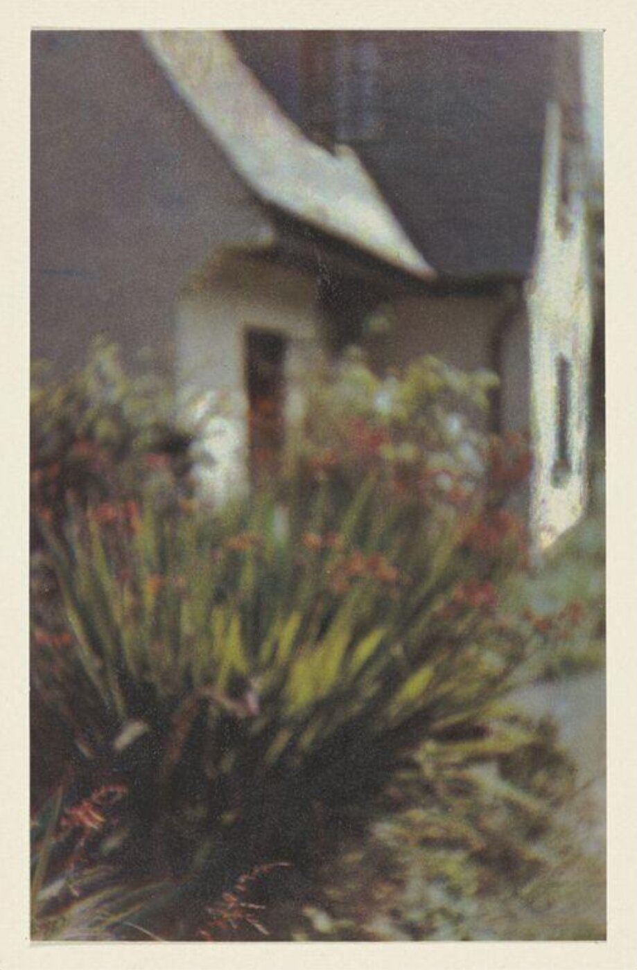 Warburg, Agnes Beatrice, The House from the Garden