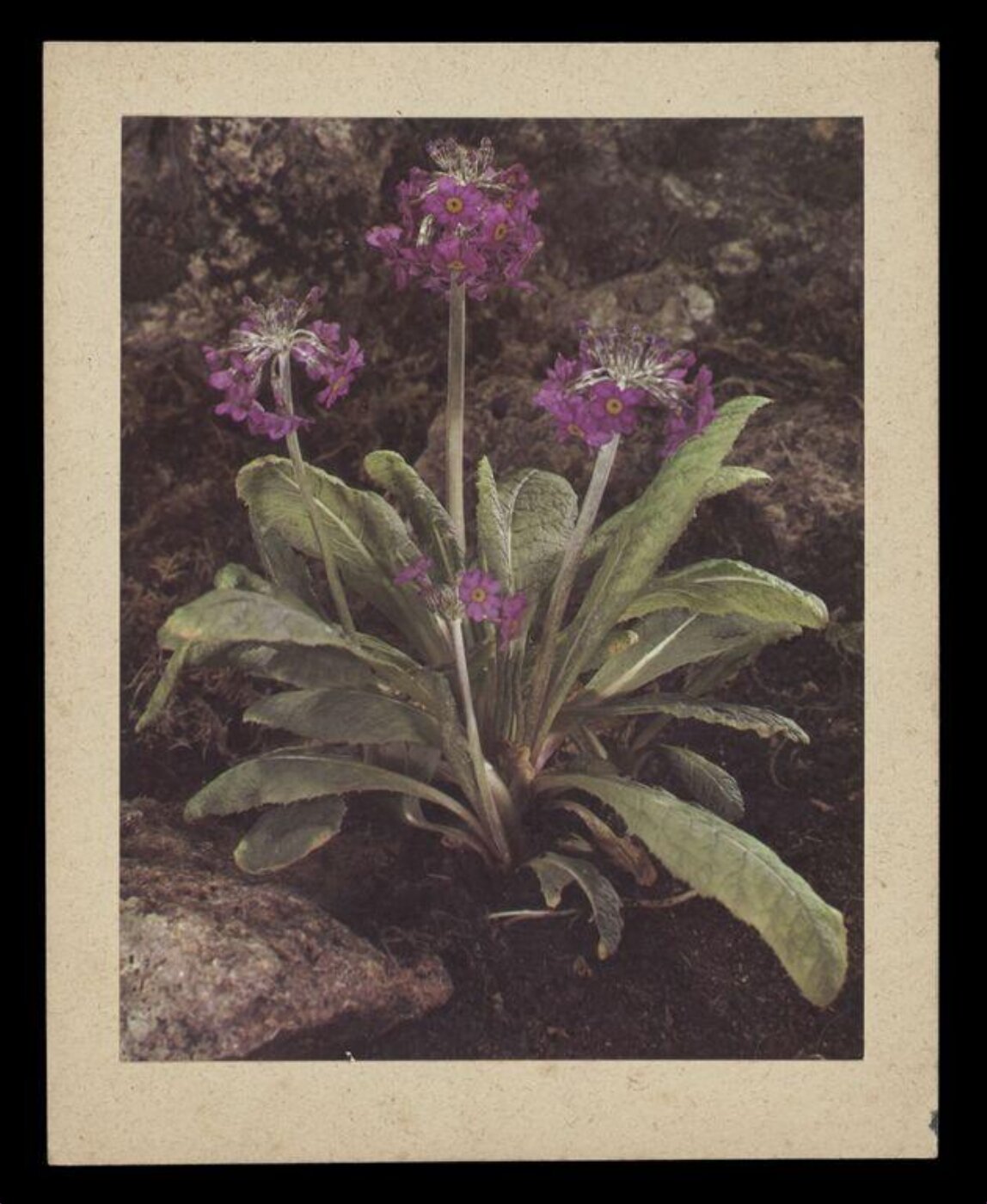 Hinde, John Wilfrid, Flower