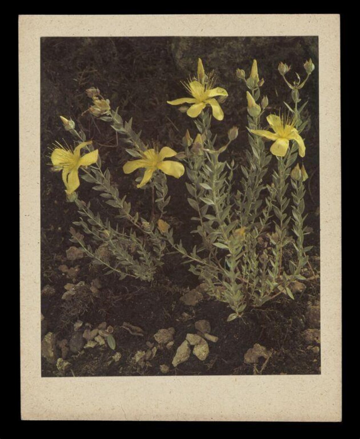 Hinde, John Wilfrid, Yellow Flowers
