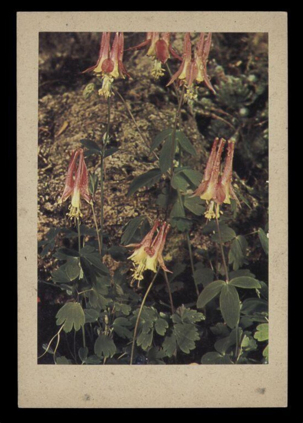 Hinde, John Wilfrid, Flower