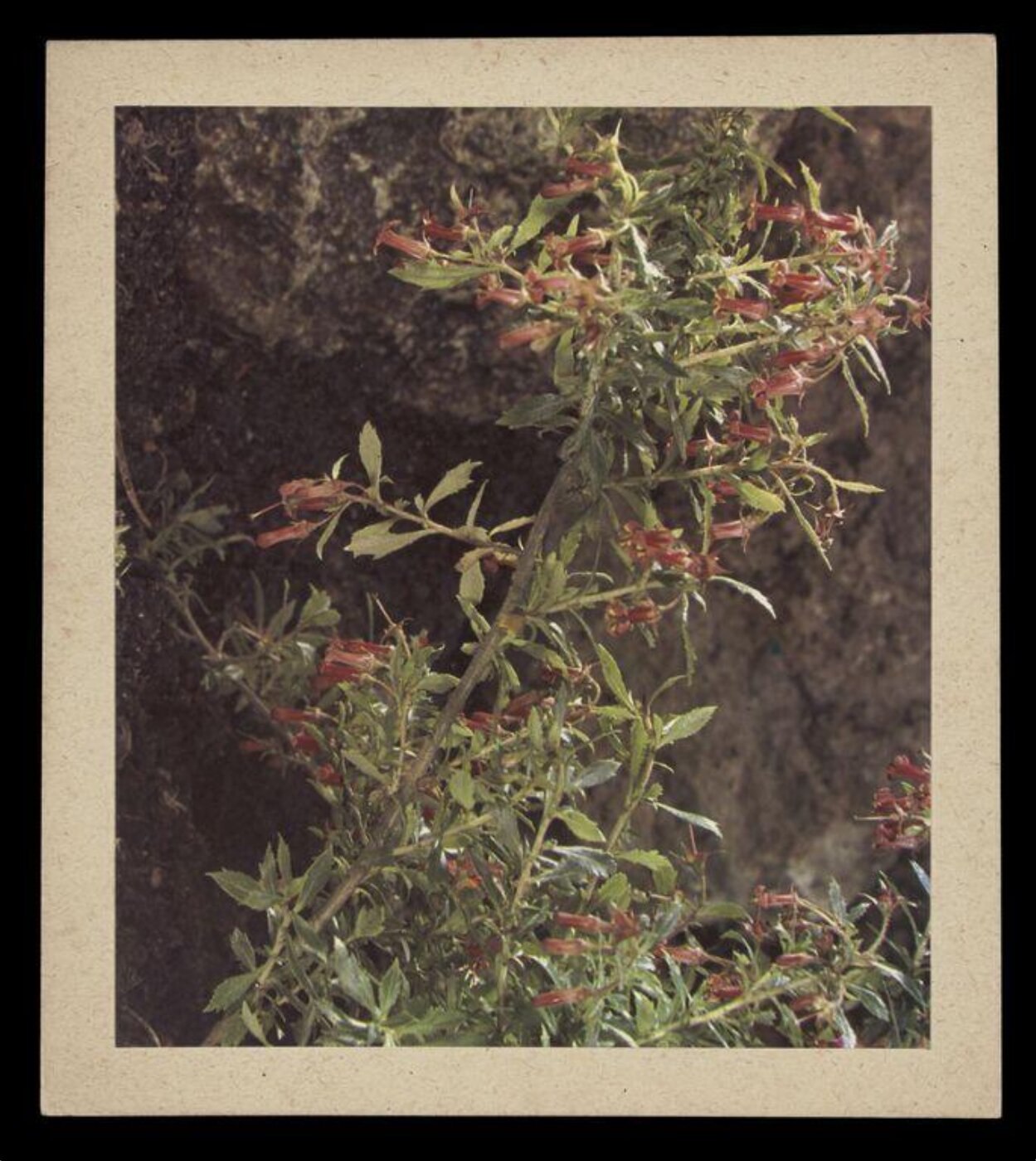Hinde, John Wilfrid, Red Flowers