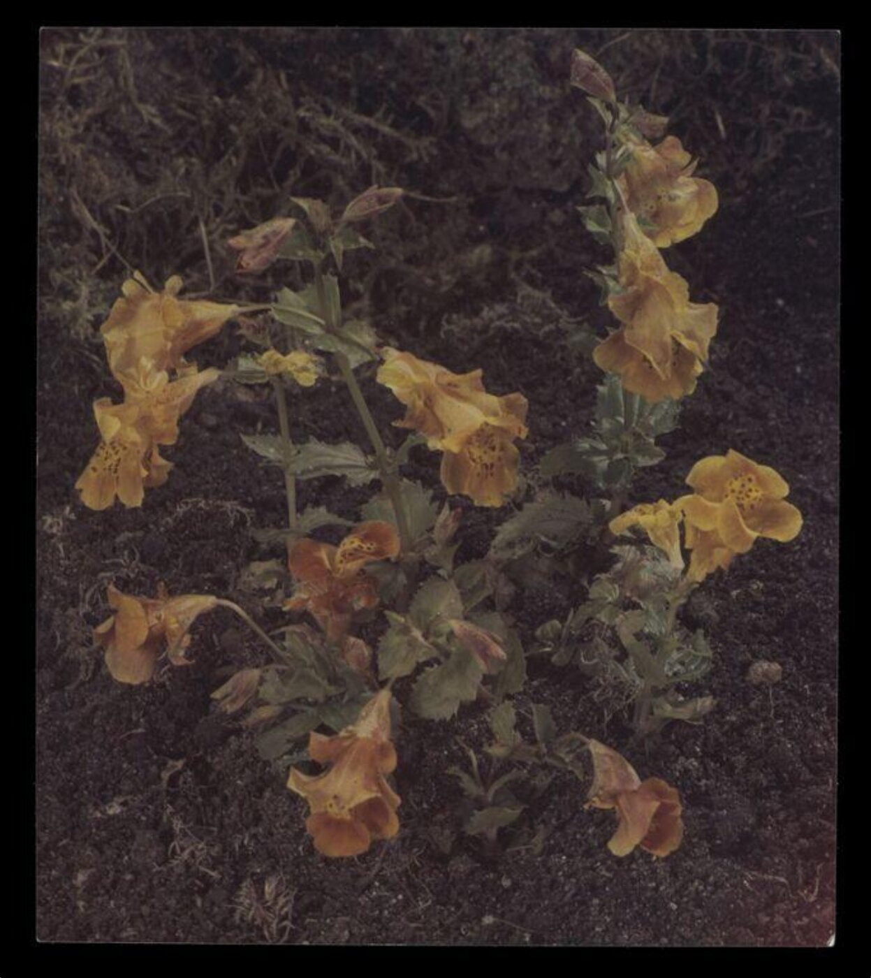 Hinde, John Wilfrid, Flowers
