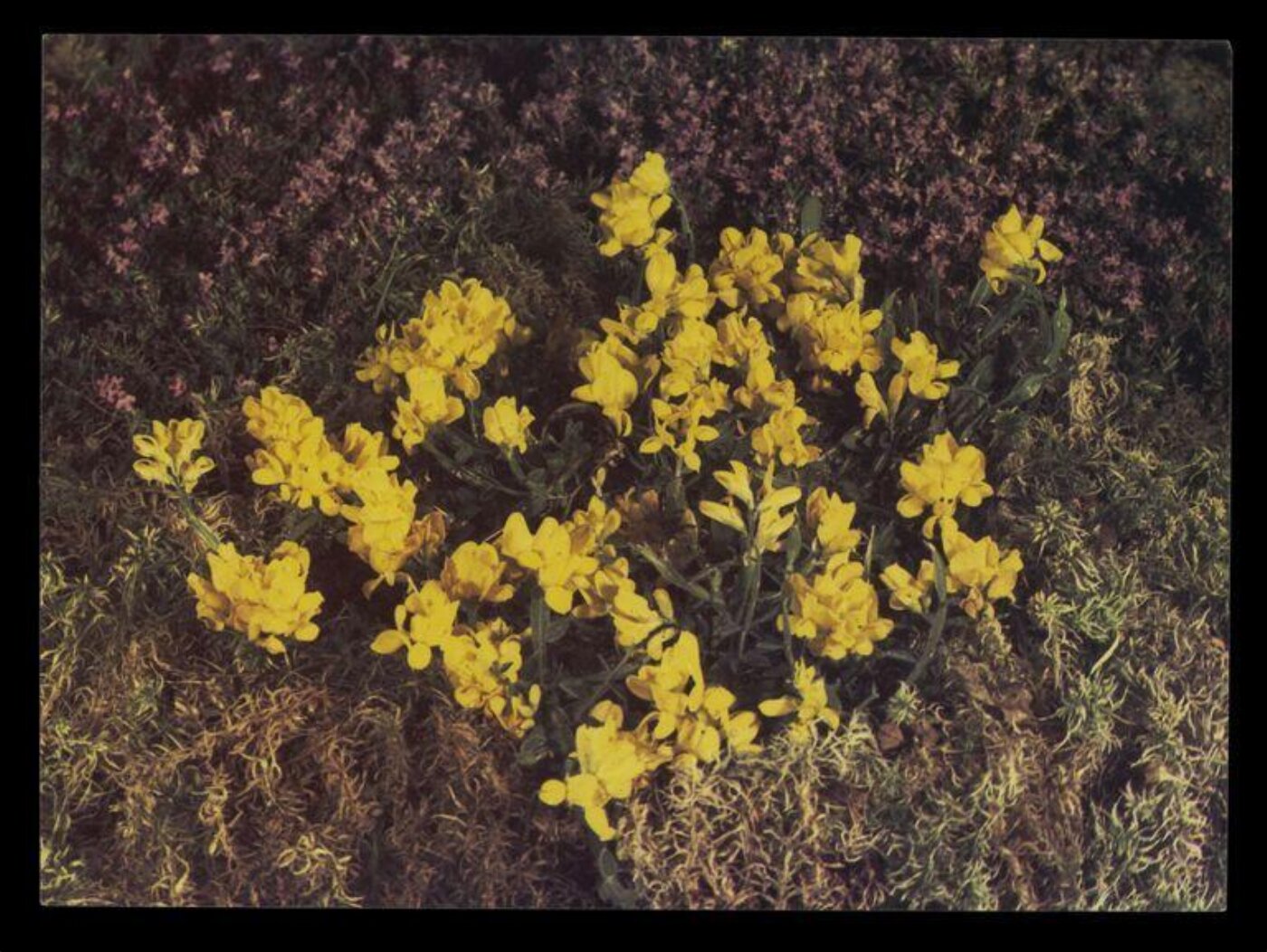 Hinde, John Wilfrid, Yellow Flower