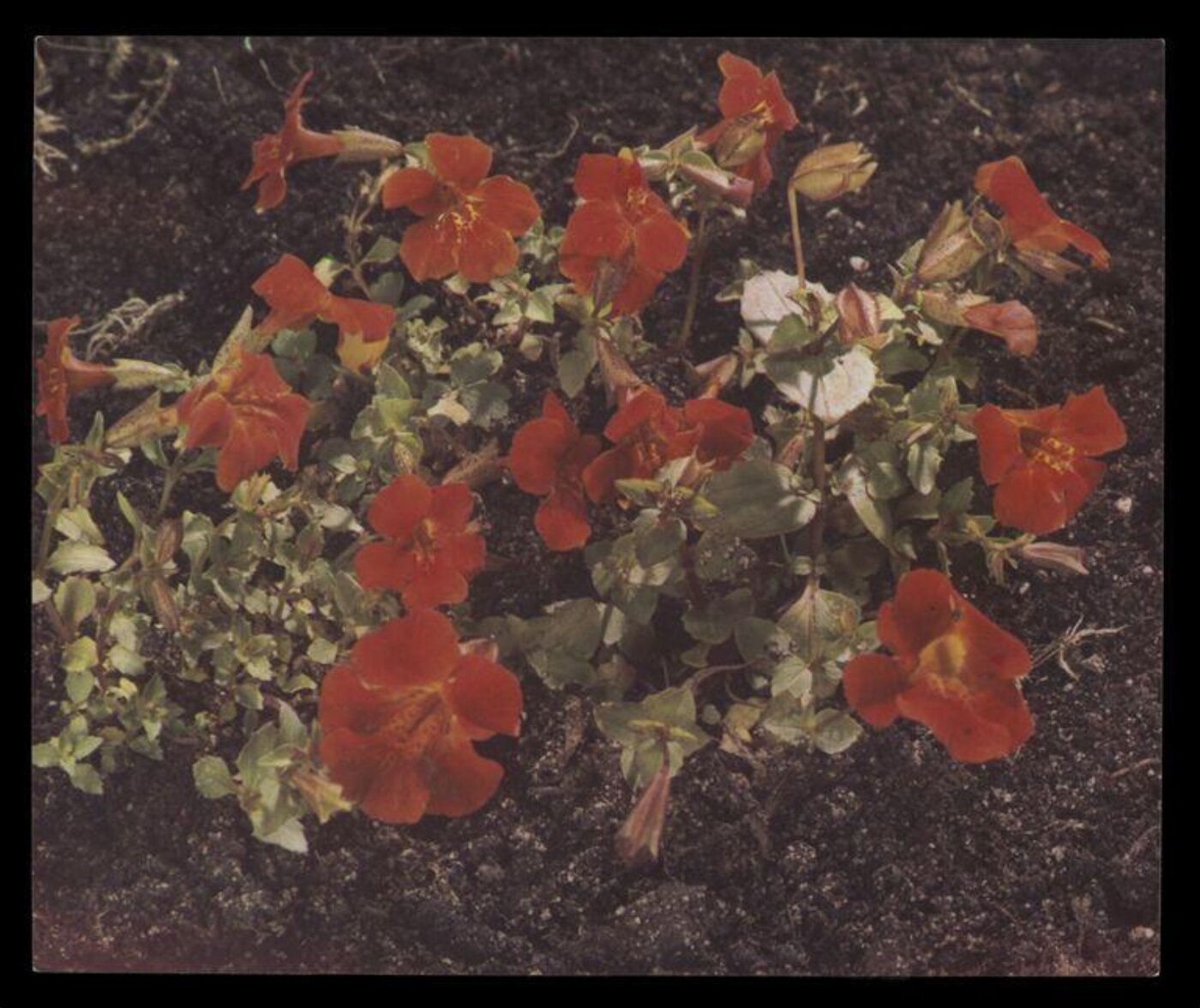 Hinde, John Wilfrid, Red Flowers