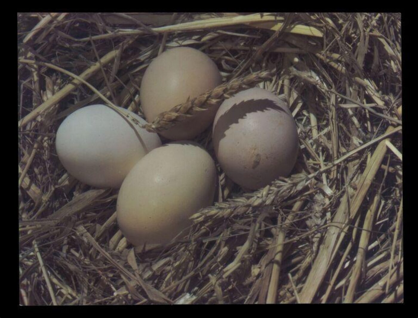 Hinde, John Wilfrid, Eggs
