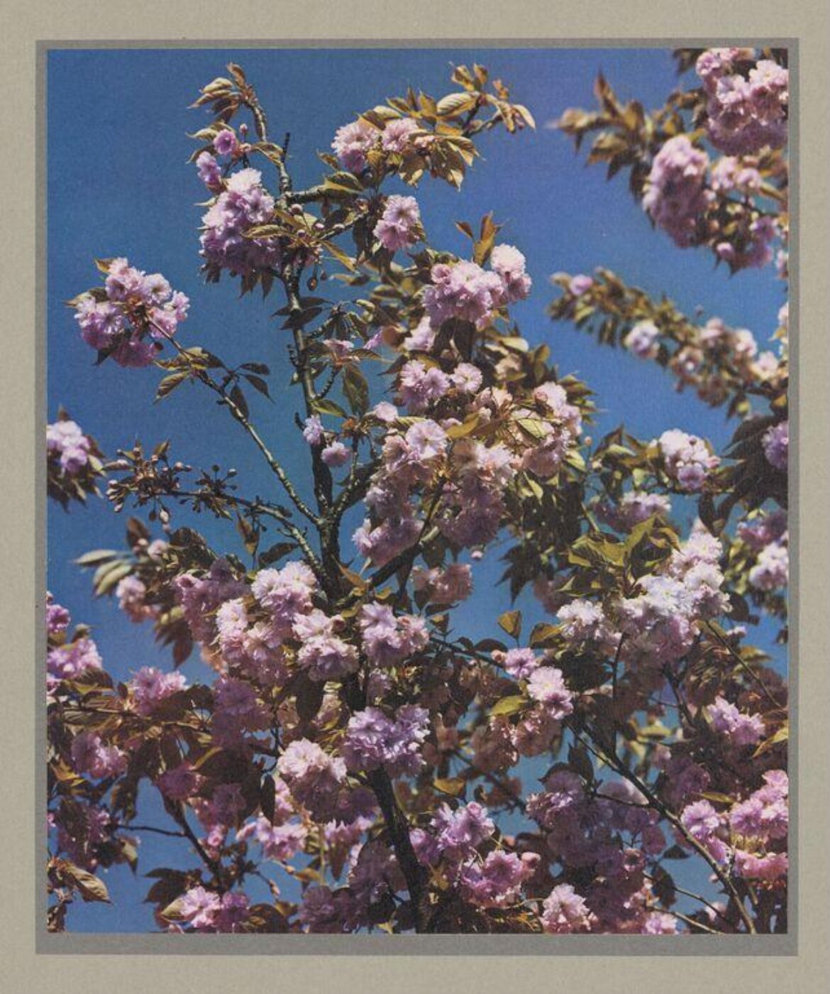 Hinde, John Wilfrid, Cherry Blossom