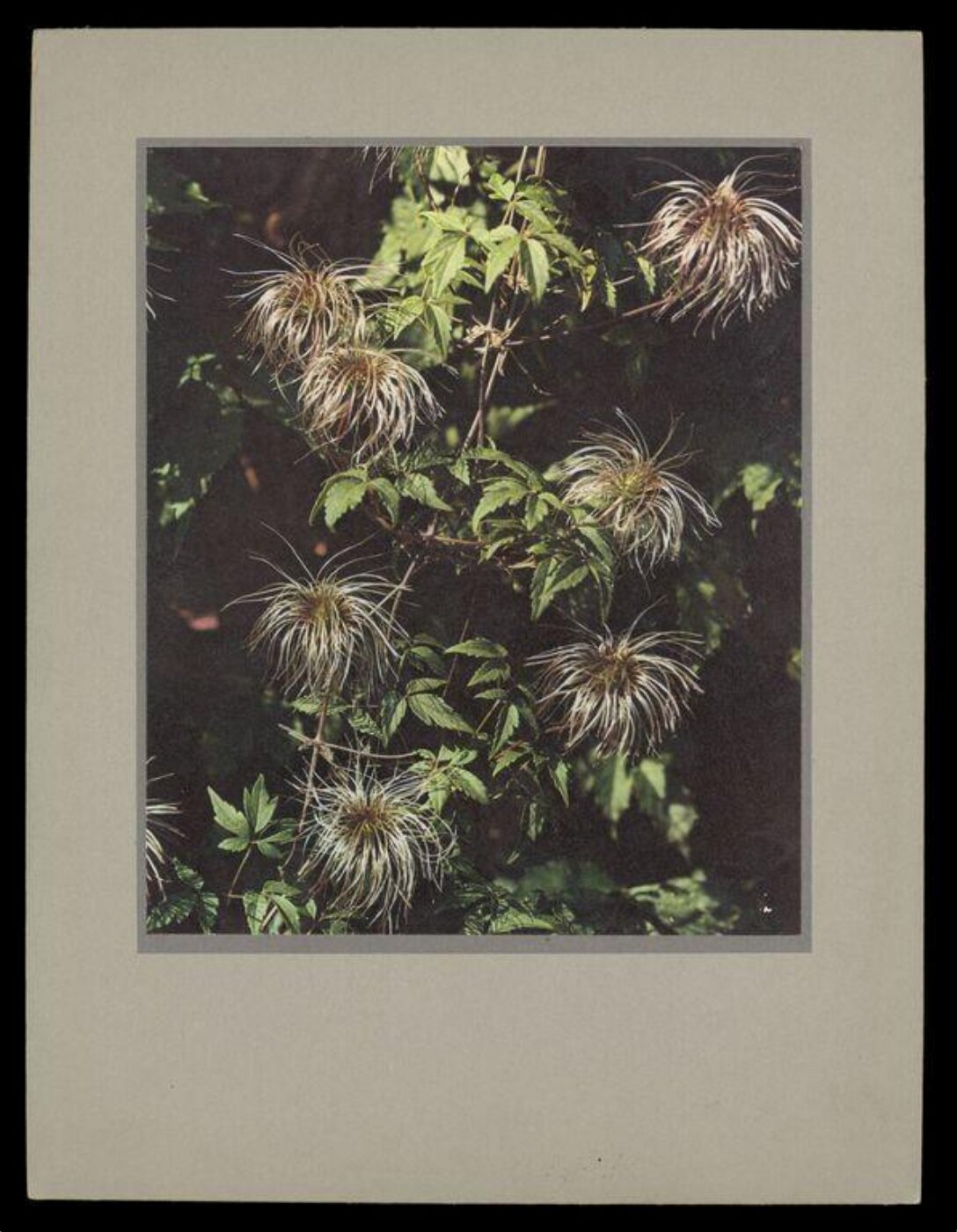Hinde, John Wilfrid, Clematis Macropetia (Seed Heads)