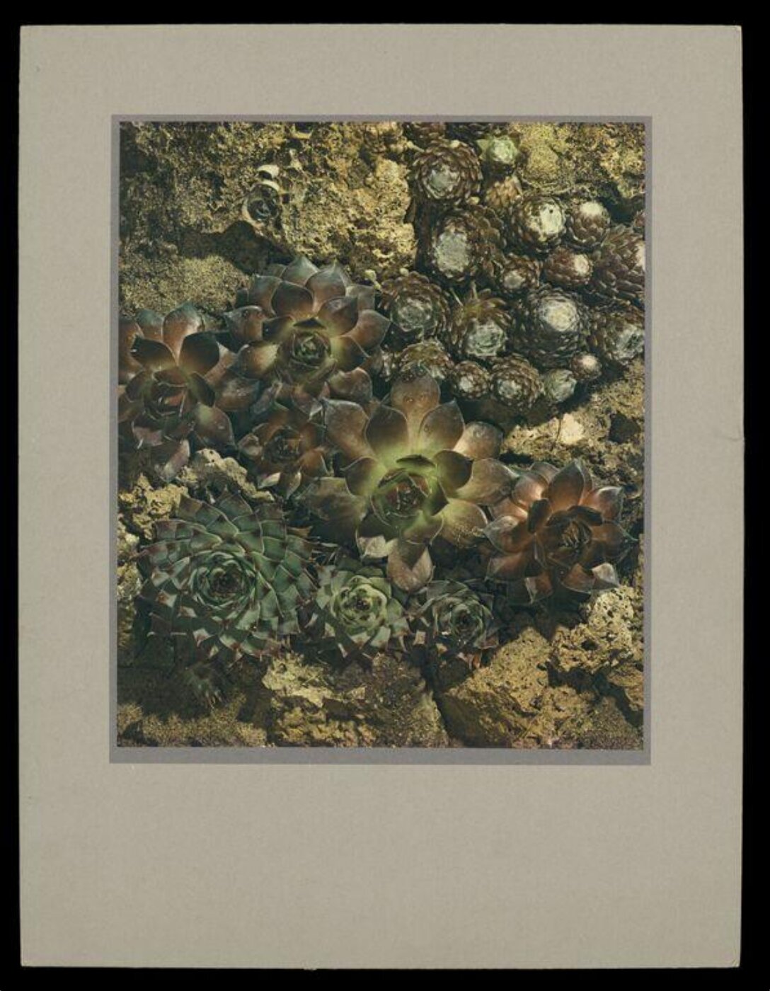 Hinde, John Wilfrid, Sempervivums Aristocratic