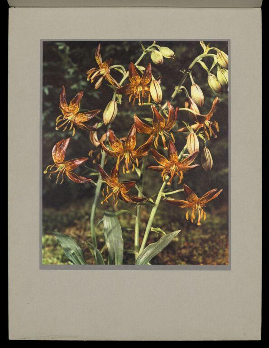 Hinde, John Wilfrid, Tigerlilies, Lilium Dalhansoni