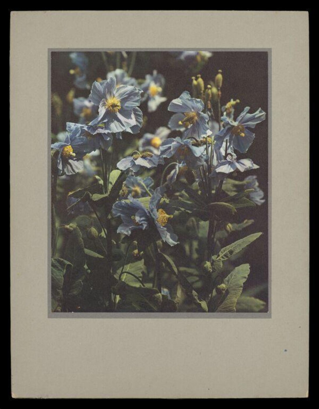 Hinde, John Wilfrid, Meconopsis Baileyii