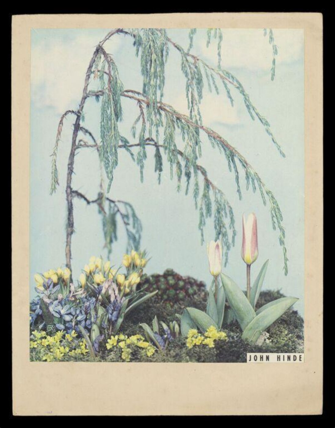 Hinde, John Wilfrid, Flowers and a Tree