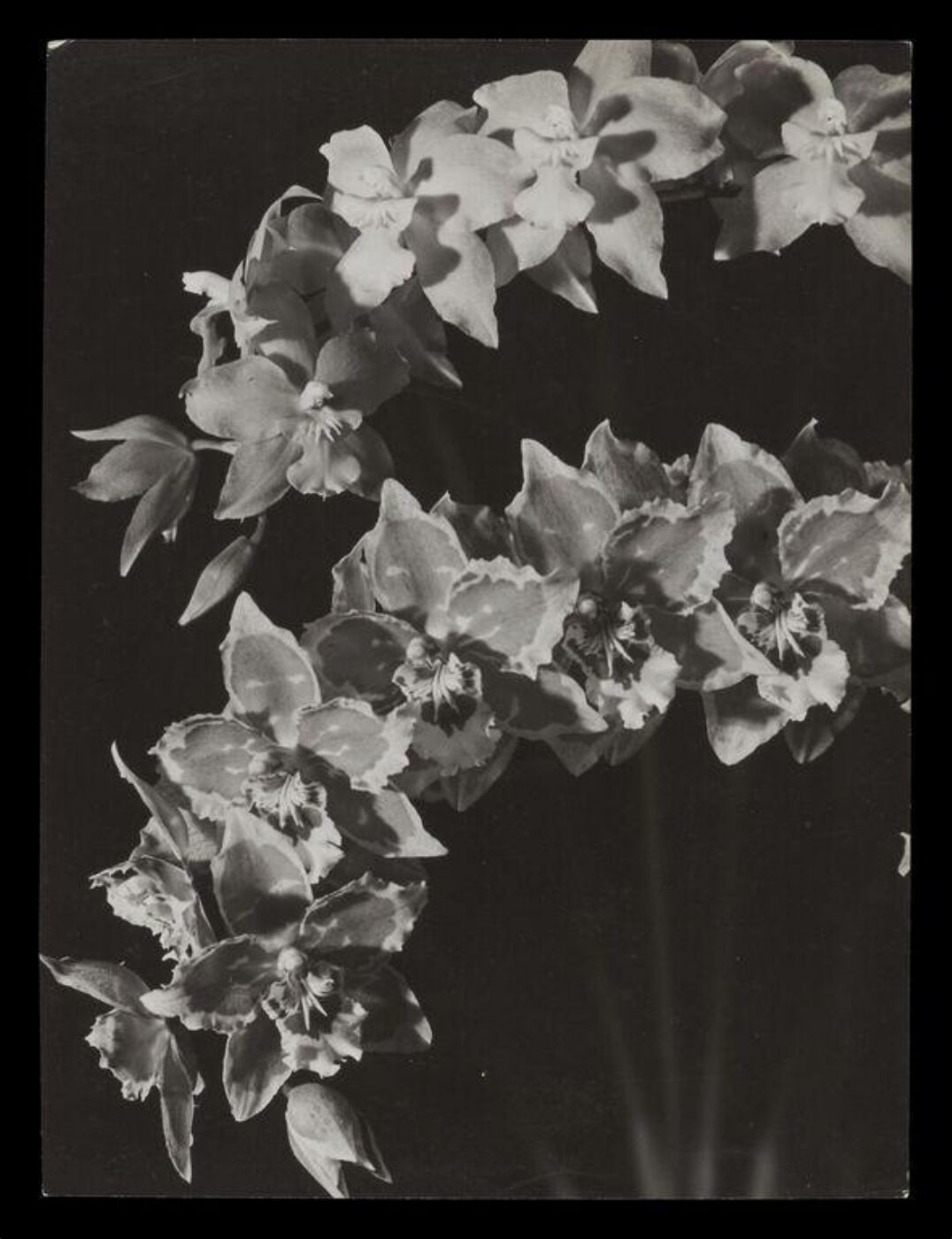 Hinde, John Wilfrid, Orchids