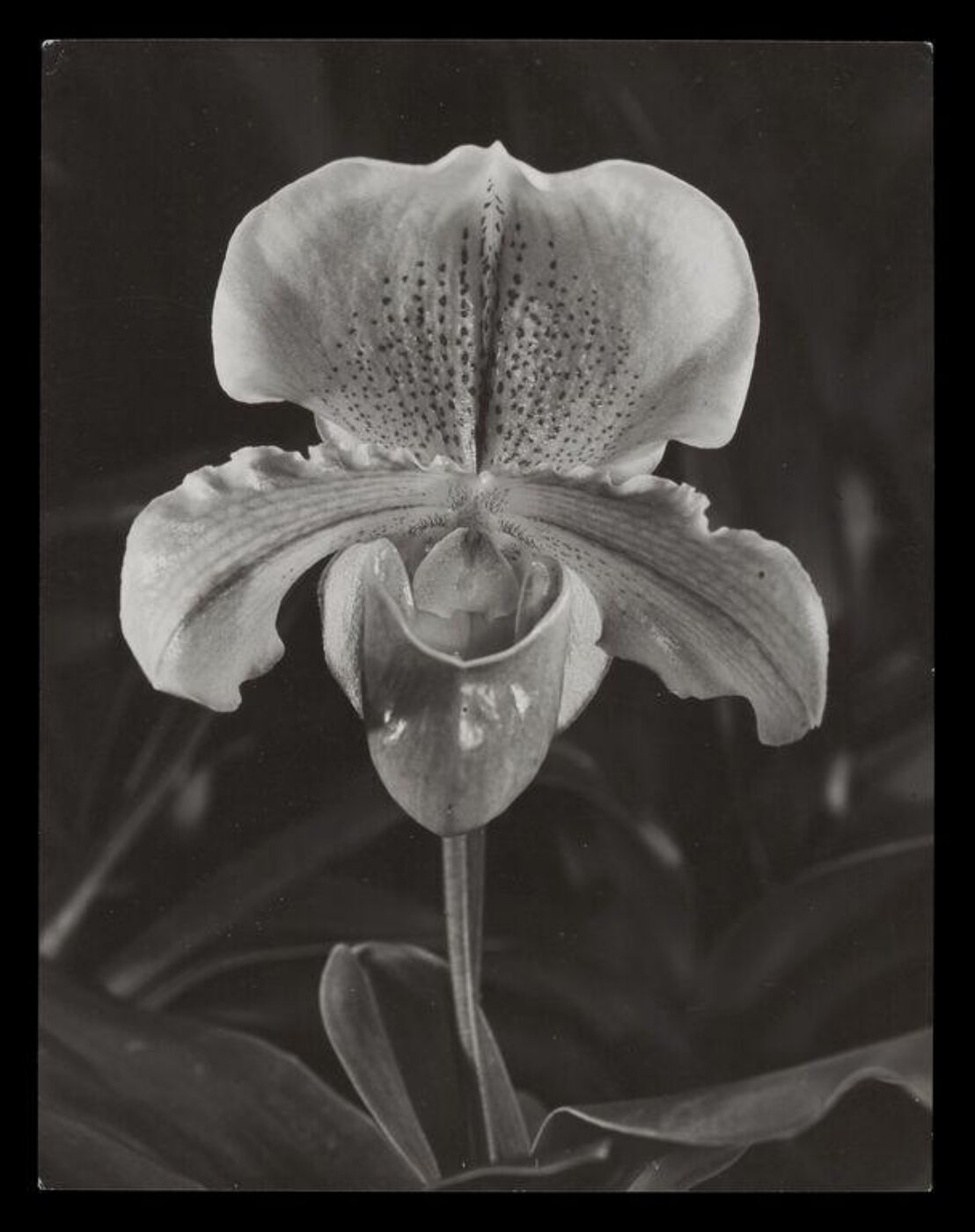 Hinde, John Wilfrid, Lady's Slipper Orchid