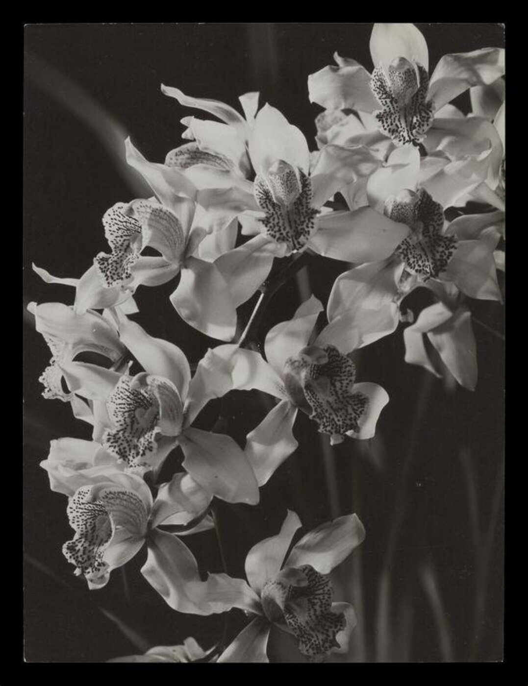 Hinde, John Wilfrid, Orchids