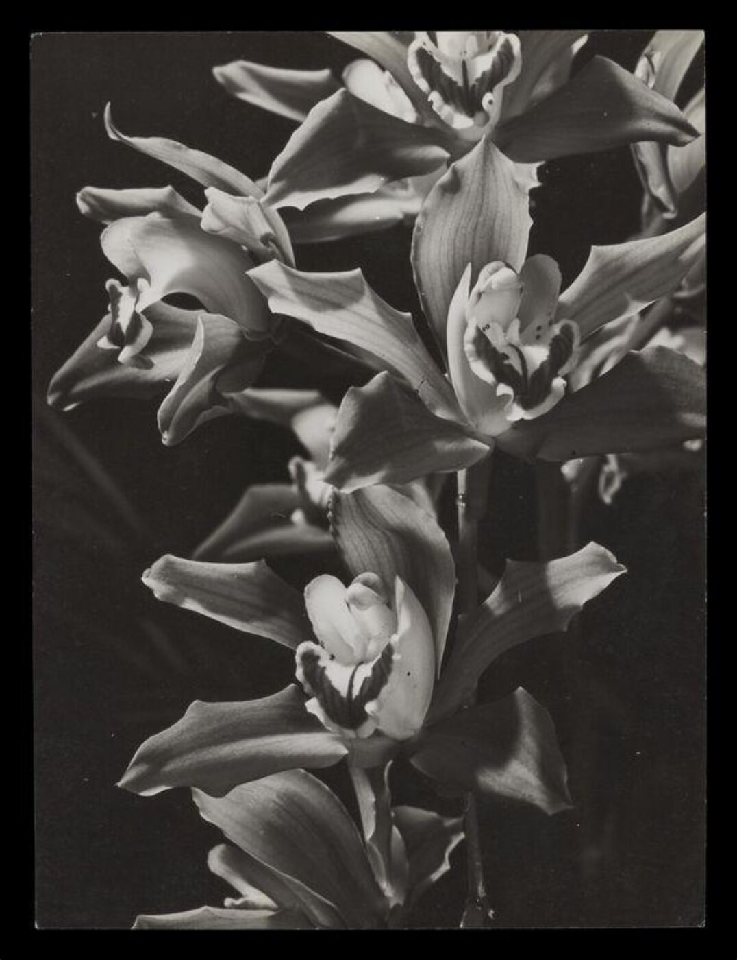 Hinde, John Wilfrid, Orchids