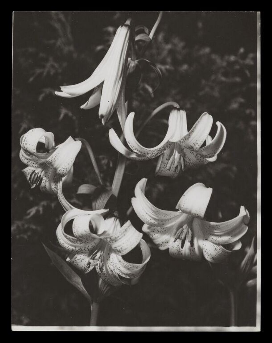 Hinde, John Wilfrid, Orchids